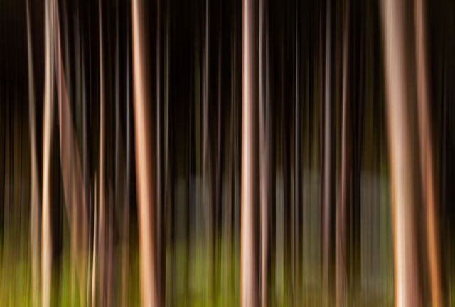 Birch Abstract