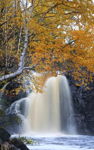 White birch and waterfall