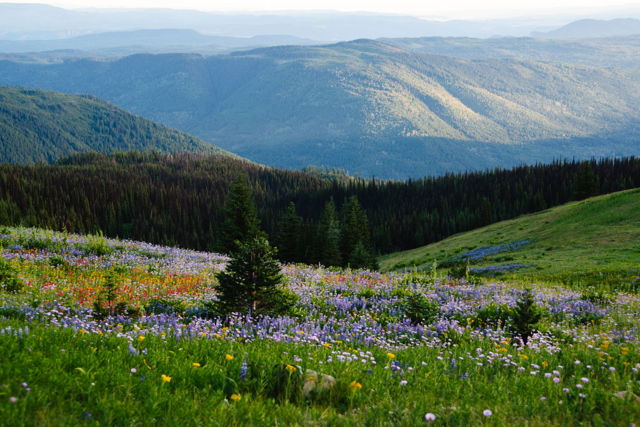 Flowers Over the Valley 3
