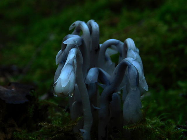 Ghost pipe 1