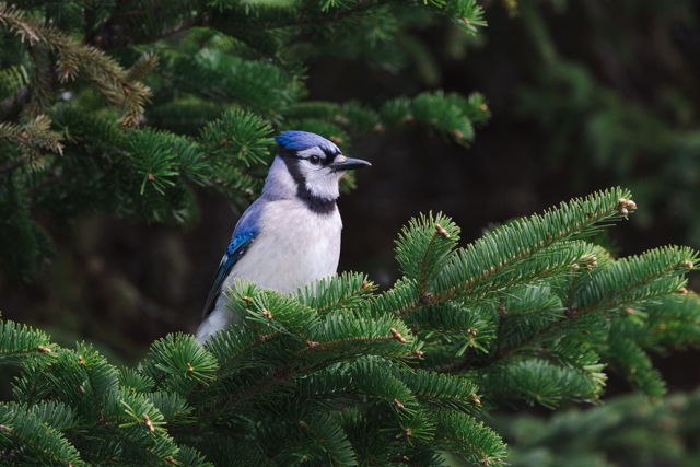 The Blue Jay