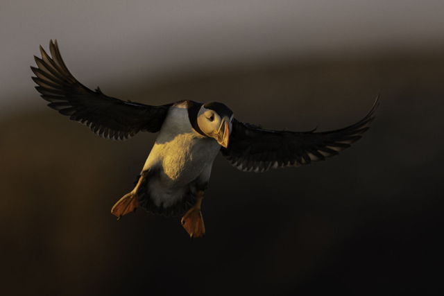 Puffin Sunset Landing