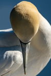 The Thinking Gannet in Gold