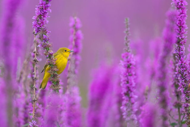 Yellow Warbler in Purple