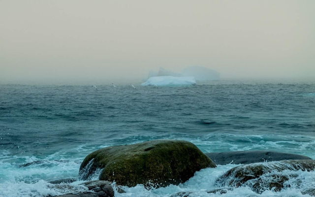 Gannets in the Fog
