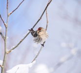 Common Redpoll 2