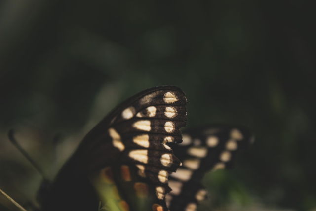 Delicate