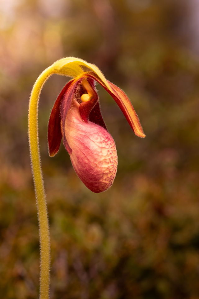 Pink Lady's Slipper