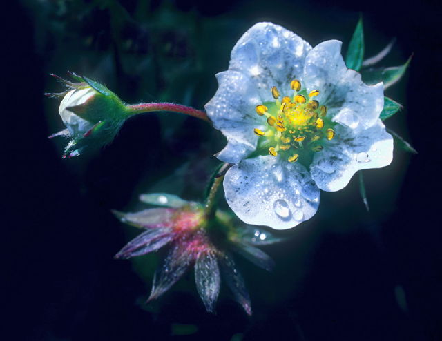 Wild Strawberry
