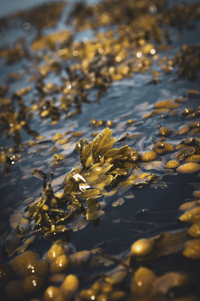 Bladder Wrack