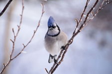 Blue Jay on the ice covered branch