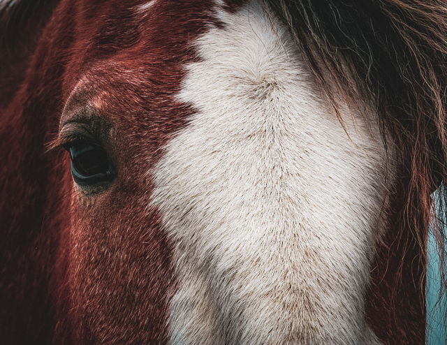 Bonavista Horse 2