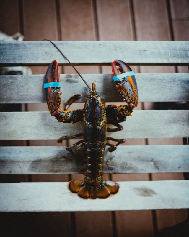 Newfoundland Lobster