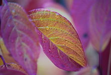 Rain droplets on a Dogwood leaf