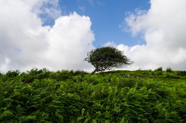 Blue sky. Bent tree.