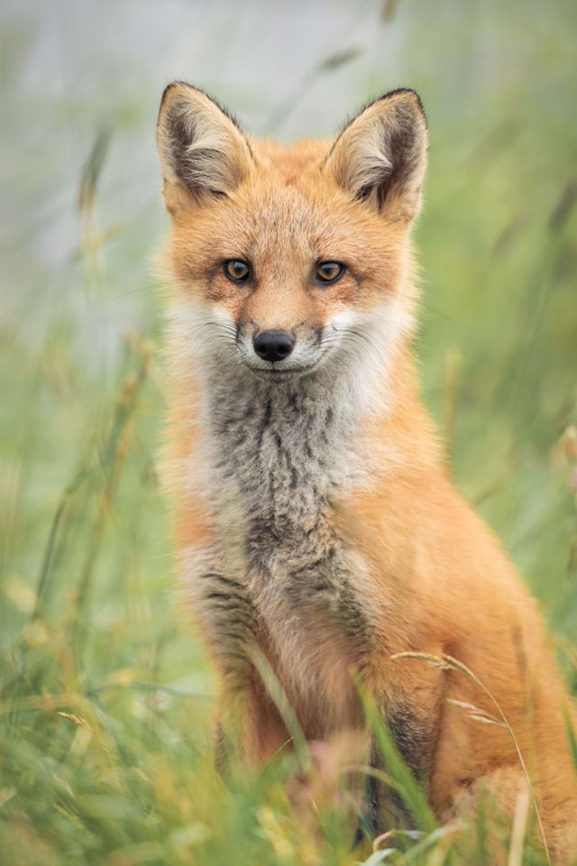 Red Fox Kit
