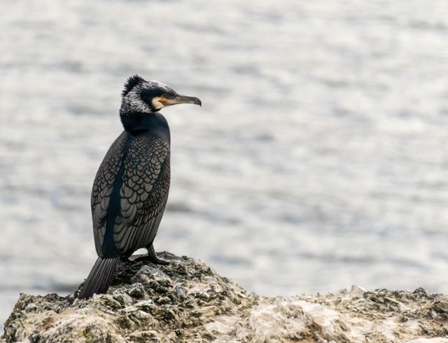 Cormorant on the Rocks