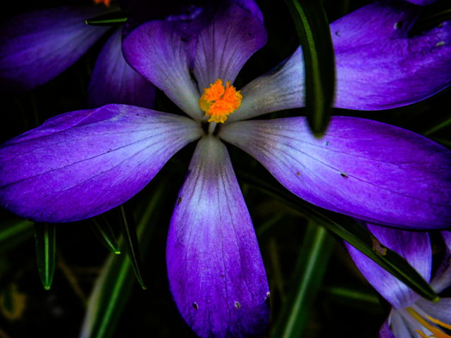 Crocus 24