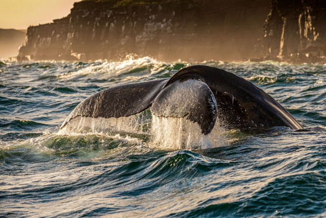 Humpback in Rough Waters