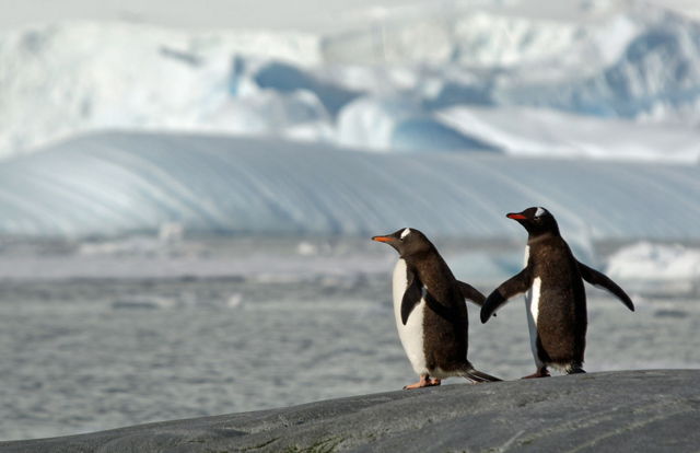 Amor Pinguino, Pleneau Island