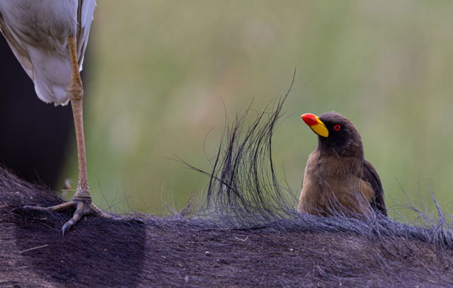 Hitching a Ride