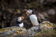 Puffin Serenade
