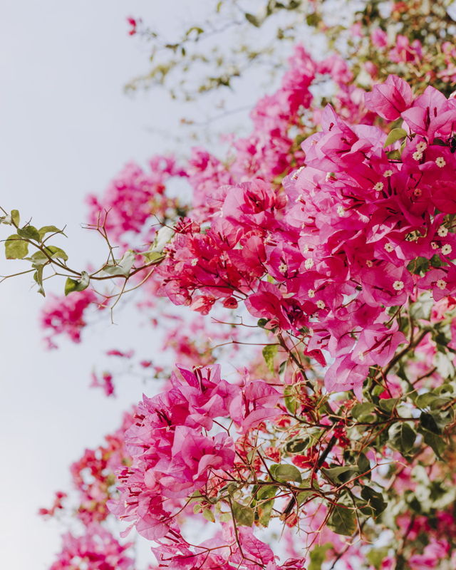 Grecian Bougainvillea I