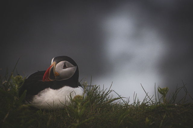 Cozy In The Grass 2