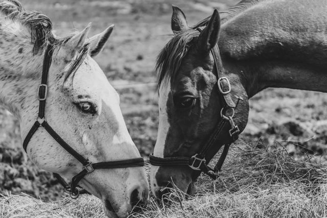 Two Horses