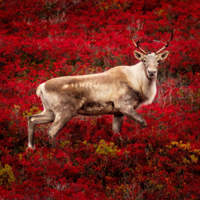 The Caribou