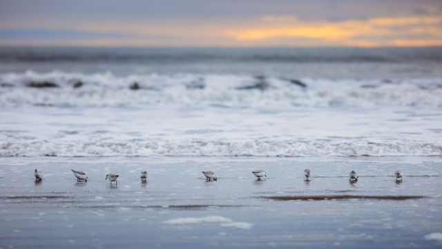 Sanderling Standstill