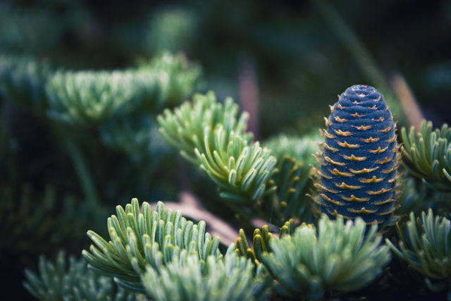 Fir Cone