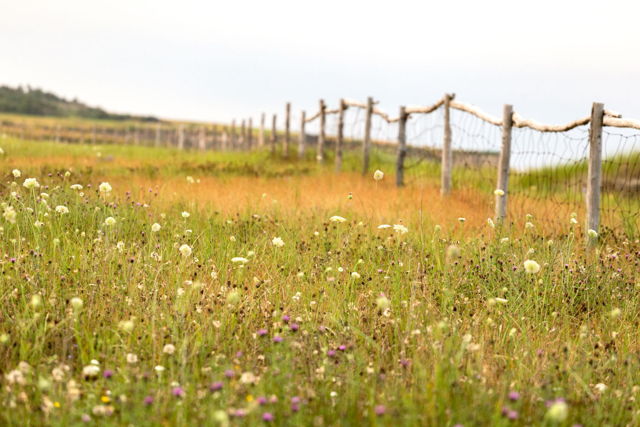 Field of Dreams