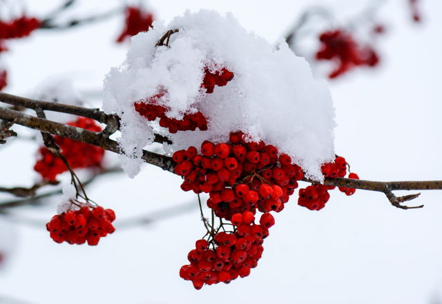 Frozen Dogberries