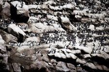 Murres on Gull Island