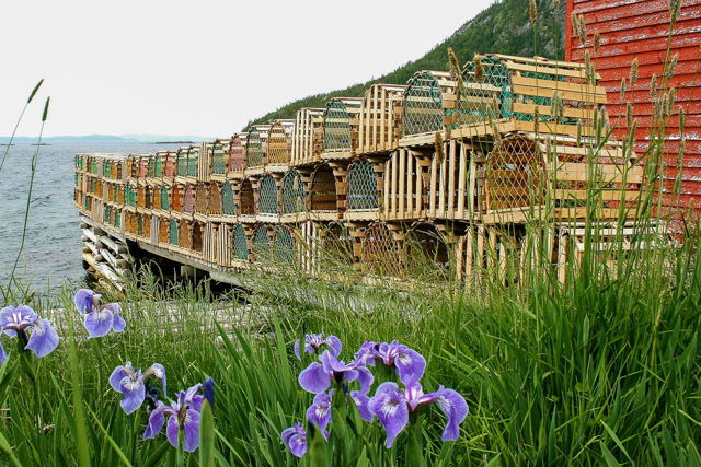Iris's and Lobster Pots - NL