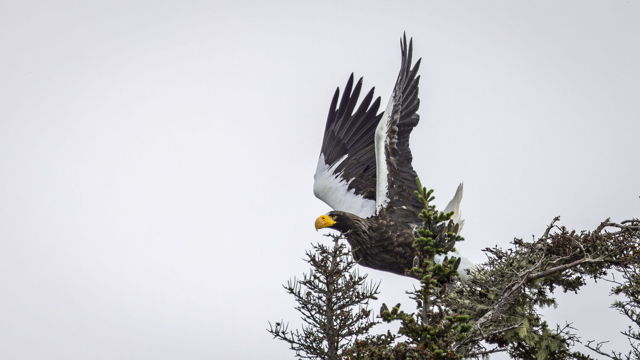 Taking Flight