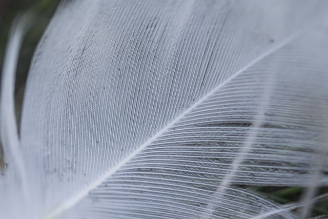 Breath of Feather
