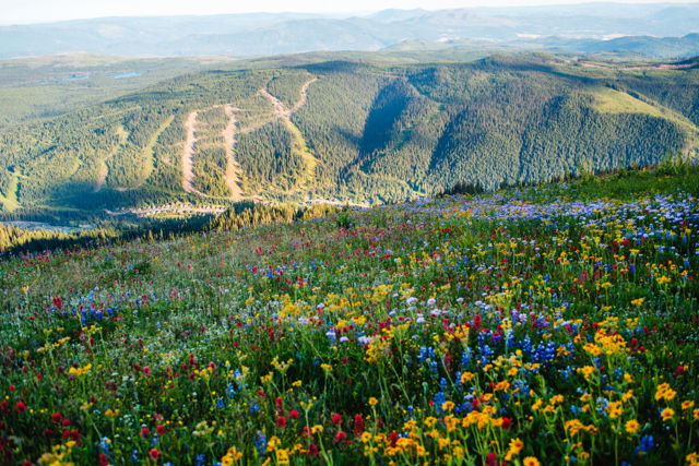 Alpine Flowers Over Morrisey and Beyond