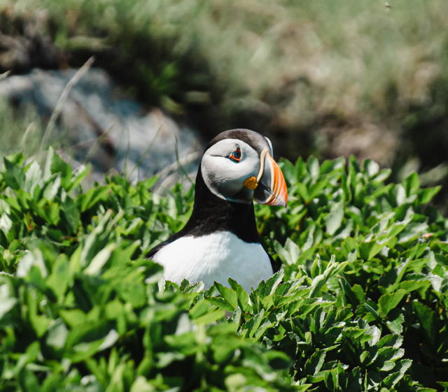 Puffin Among the Leaves