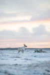 Sunset Caribou
