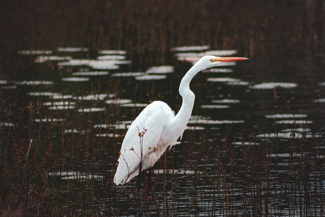 Great Egret 3