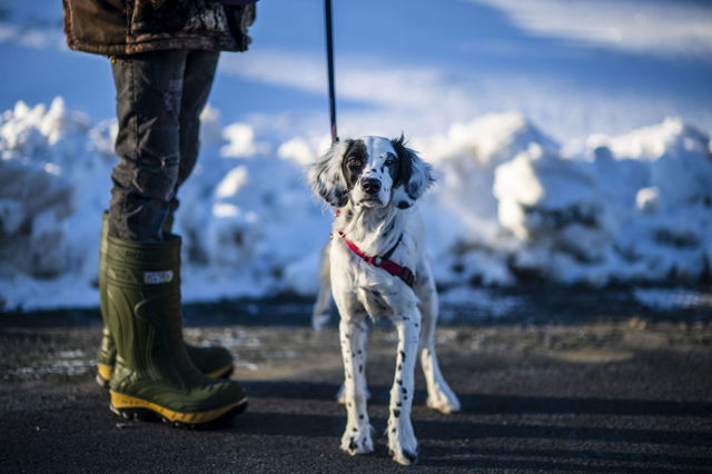 Sunrise pose of an English Setter