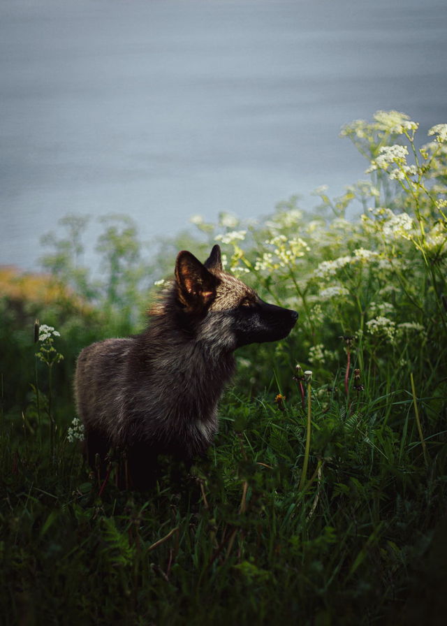 Fantastic Mr. Fox