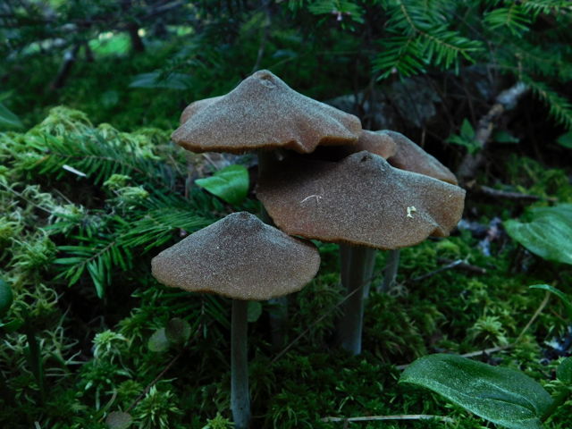 Spring Entoloma