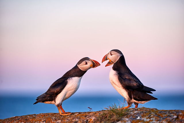 Puffin Love 4