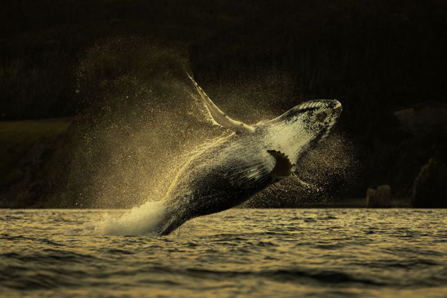 Sideways Breach Humpback