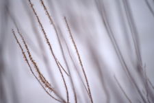 frost covered Canadian Burnet