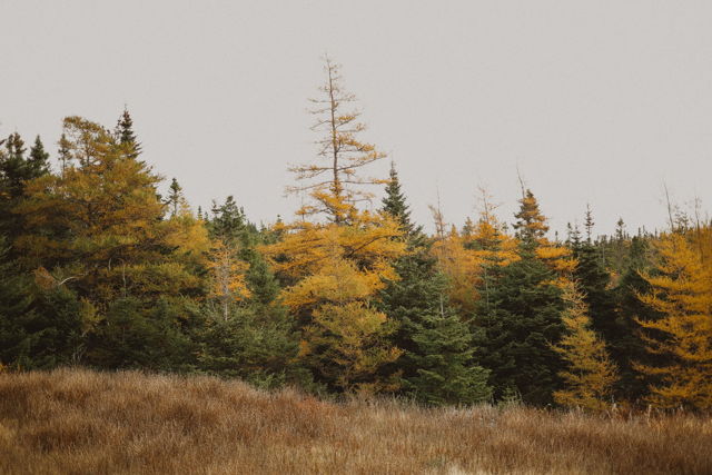 Fall