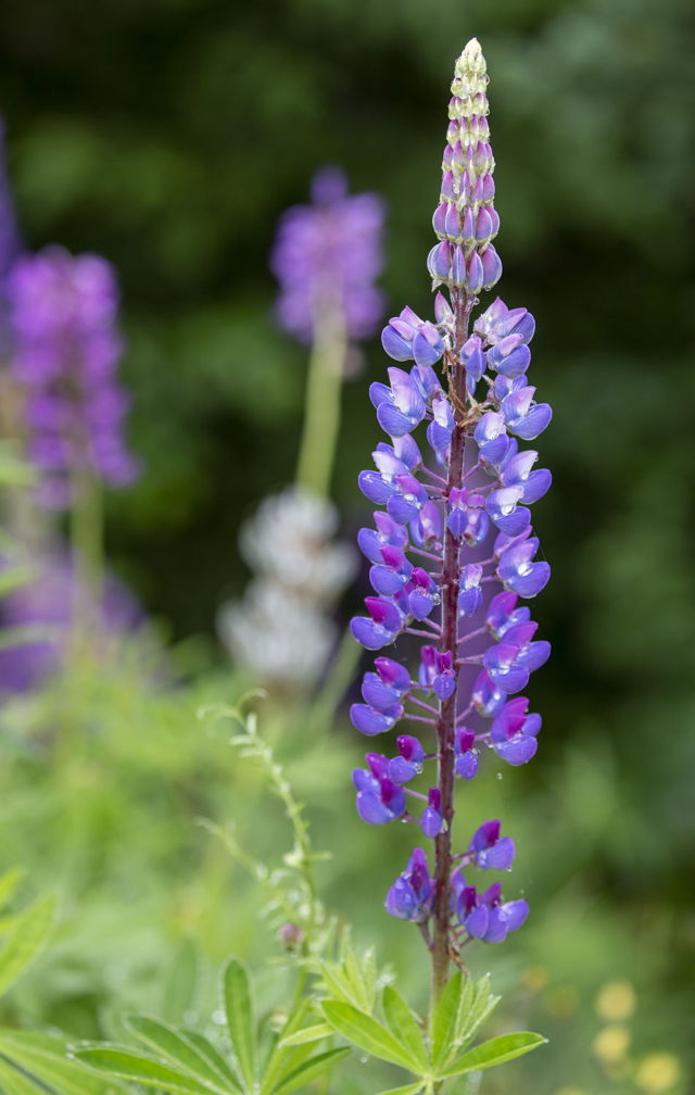 Lupin in the Garden